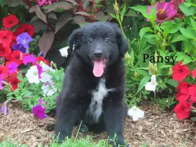 Border Collie x German Shepherd, View more