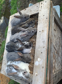 Rabbits for sale 