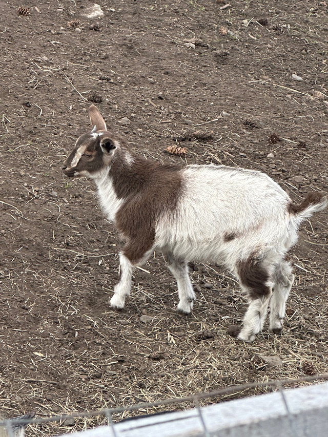 Pigmy goats  in Livestock in Vernon - Image 2