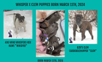 Alapaha Blue Blood Puppies for Sale