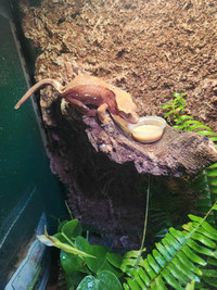 Crested Gecko and Tank