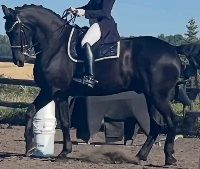 Half Lease Opportunity – Dressage Horse, View more