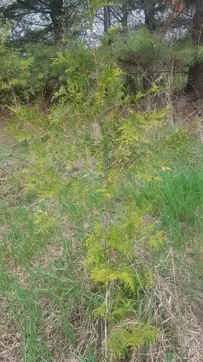Cedar Trees 6 inch to 10 feet, View more