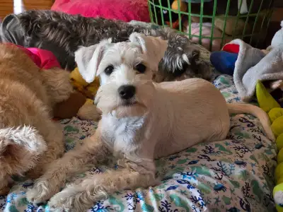 Miniature Schnauzer! 1 remaining!, View more