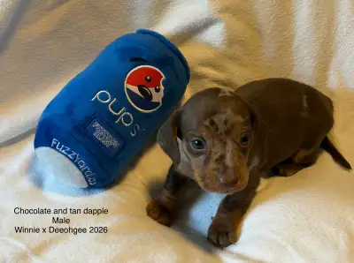 CKC Reg’d Miniature  Dachshund Puppies 1 Left!!, View more