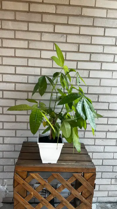Add a touch of green to your space with this vibrant Money Tree, also known as Pachira aquatica! Thi...