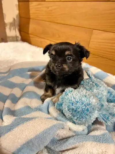 7 weeks old! 4 left! Here are the most adorable cuties waiting just for you!! They love to be held,...