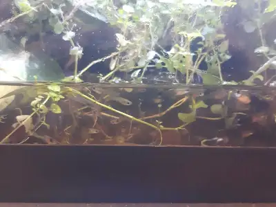 Guppies and Assassin Snails, View more