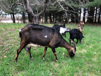 Dairy goats starter herd