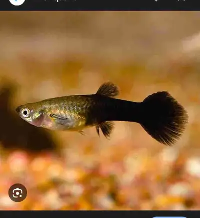 Black-Silver Female Guppy, View more