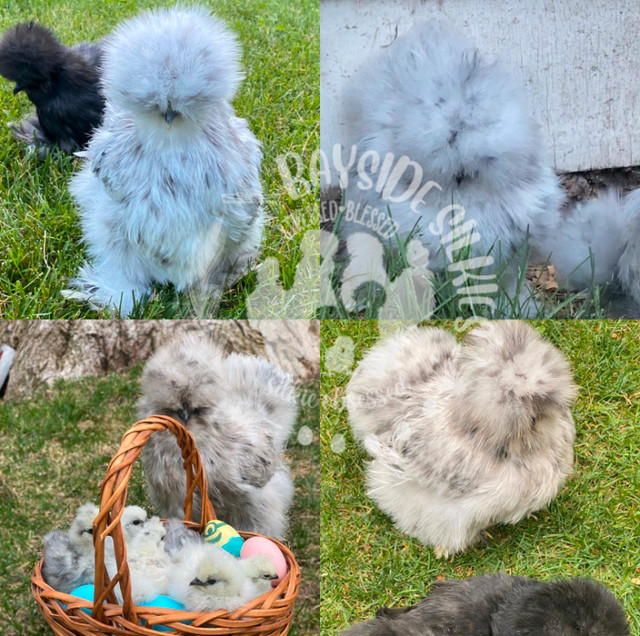 Purebred bearded Silkie chicken hatching eggs in Livestock in Barrie - Image 3