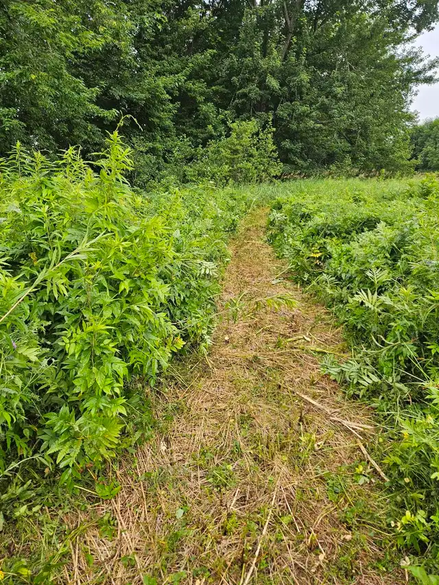3.5-acre plot to clear the tall vegetation63234473031427124