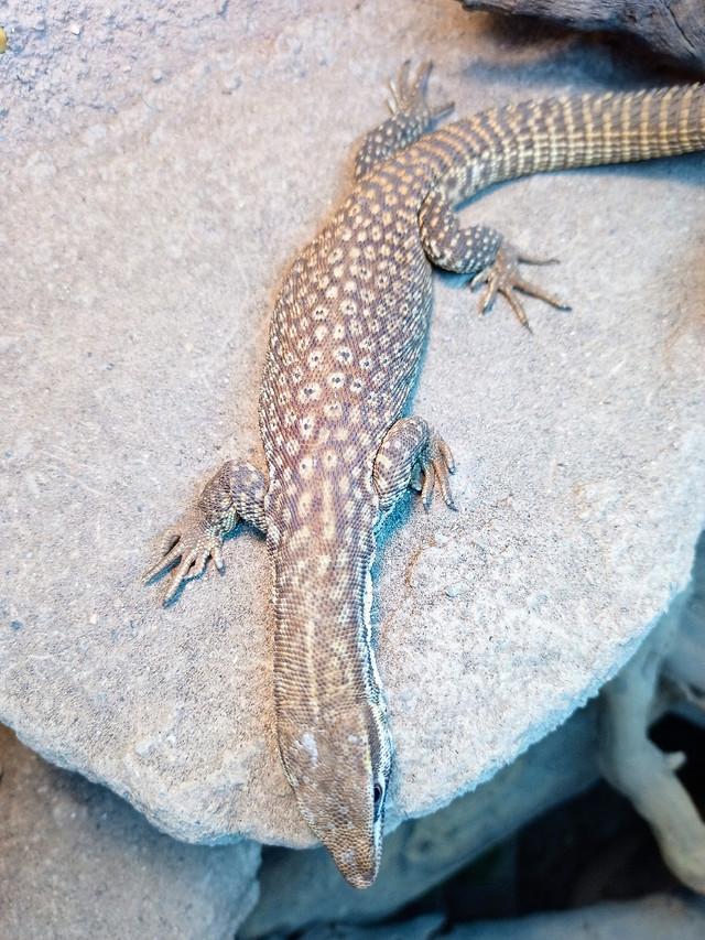 Male yellow ackie (trade for female?) in Reptiles & Amphibians for Rehoming in Norfolk County