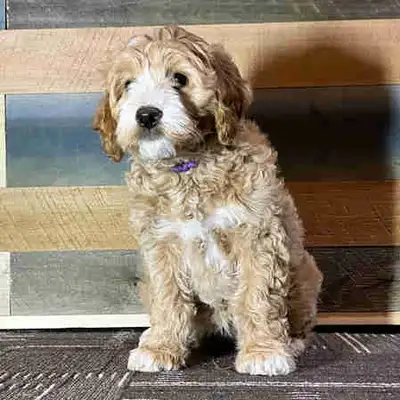 F1b Goldendoodle puppies. These are medium sized Goldendoodles. Mom is 50 pounds and despite Dad bei...