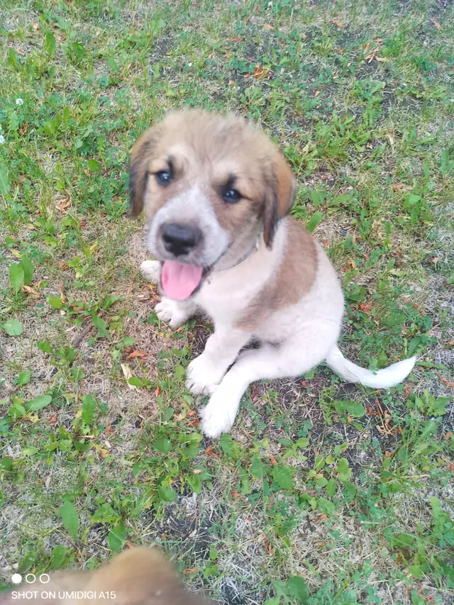 ONLY 1 LEFT!!! Poodle + Great Pyrenees + German Shepherd Puppies in Dogs & Puppies for Rehoming in Winnipeg - Image 3
