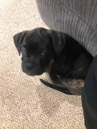 9 week old boxer/American puppy. Brought her home hoping my dog would get along with her but unfortu...