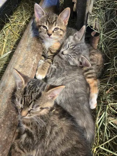 Cute Kittens , View more