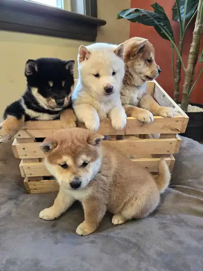Purebred Shiba Inu puppies, View more