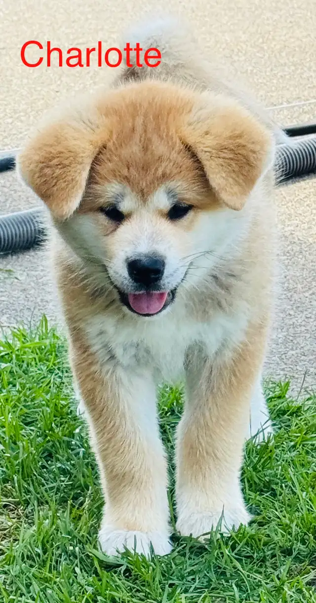 Akita Inu in Dogs & Puppies for Rehoming in Laurentides - Image 2
