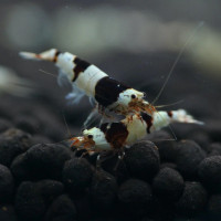 Crevettes Caridina. Crystal Red, Crystal Black et Snow White