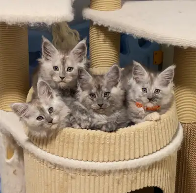 New born purebred Maine Coon Kittens, View more