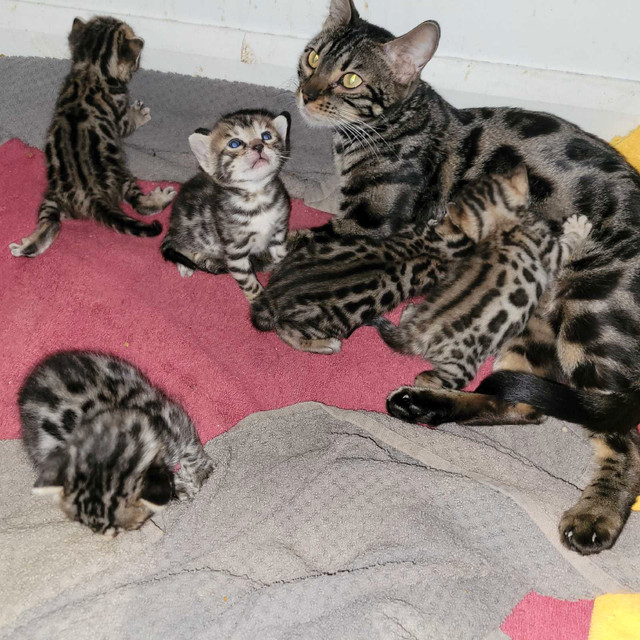 *** Magnifiques chatons Bengal *** dans Chats et chatons à adopter  à Laurentides - Image 4