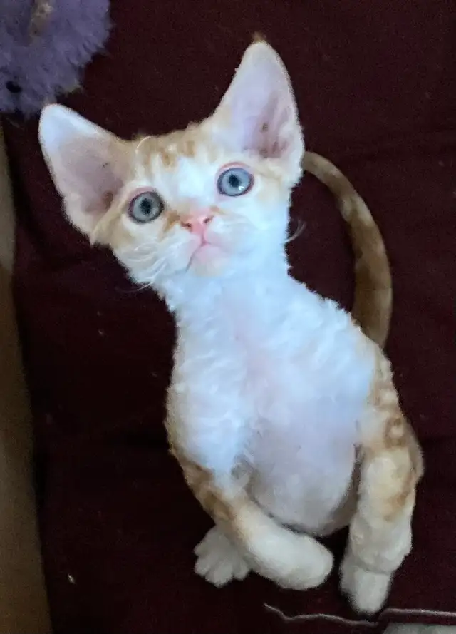 Devon Rex kittens in Cats & Kittens for Rehoming in Barrie - Image 4