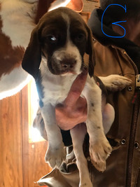 Beagle pups for sale