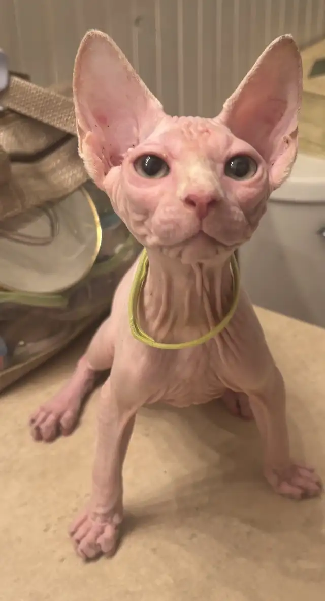 Hairless sphynx kittens in Cats & Kittens for Rehoming in North Bay - Image 8
