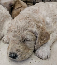 F1B Goldendoodle puppies have arrived.