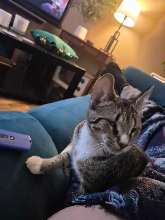 7 month old female kitten in Cats & Kittens for Rehoming in Edmonton - Image 3