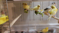 Canaries for sale