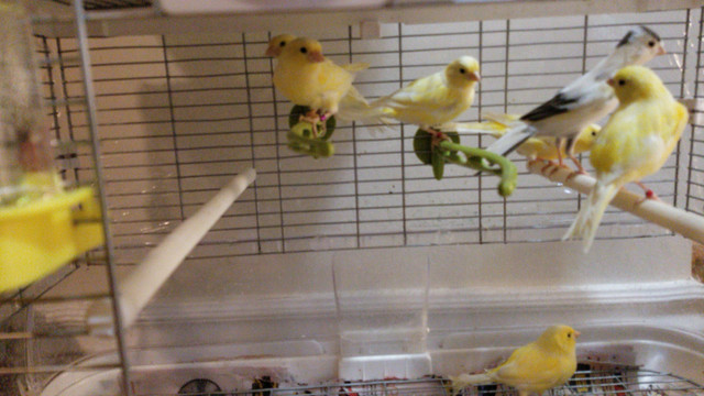Canaries for sale in Birds for Rehoming in Oshawa / Durham Region