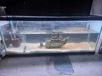 55 gallon aquarium set up