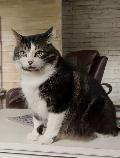 cat for sale, View more