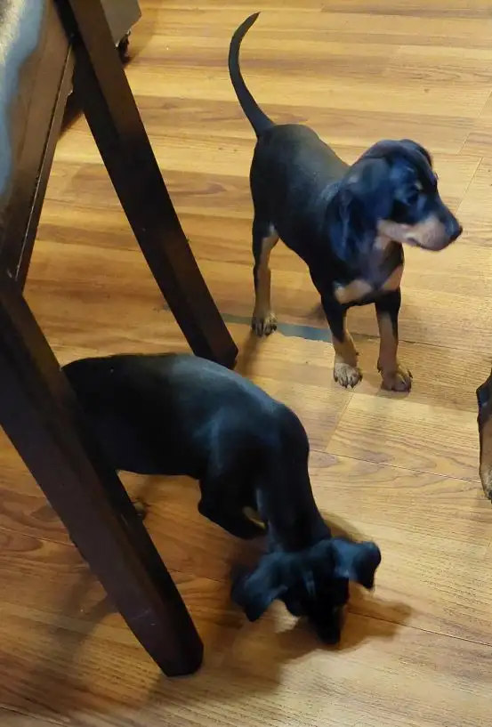 Mini Pinchers (Minpin) in Dogs & Puppies for Rehoming in Sarnia - Image 9