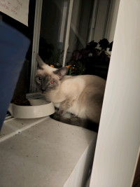 Chat Siamois Adopt Cats Kittens Locally In Canada Kijiji Classifieds