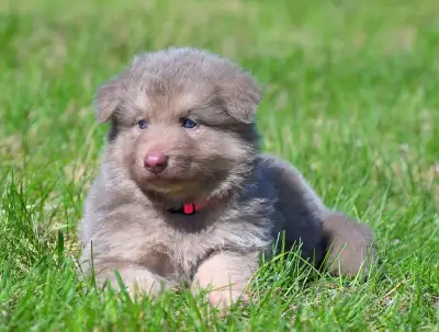 We have 6 beautiful German Shepherd puppies available! Puppies will be LONG COAT with beautiful hair...
