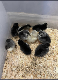 BYM Chicks Blue/Green/Olive Eggs