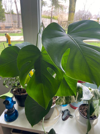 Plant monstera for sale