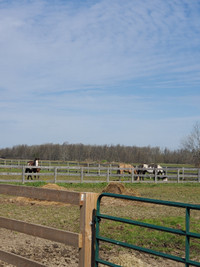 Horse Boarding - 2 Stalls Available