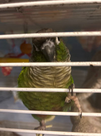 Beautiful male Conure 