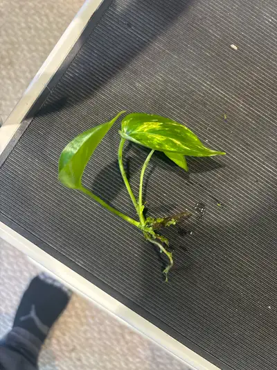 pothos plant , View more