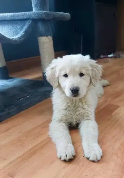 Chiot golden retriever née le 10 janvier, prêts pour adoption a partir du 8 mars. Les 2 parents sont...