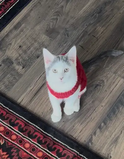 Cute Kitten Looking for a New Home, View more