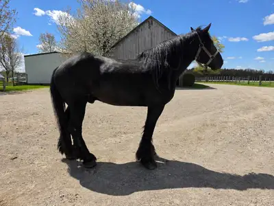 15 Year Old Percheron Gelding, View more