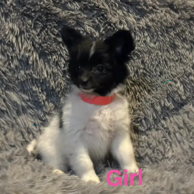 Pomeranian x Shih Tzu puppies in Dogs & Puppies for Rehoming in Strathcona County - Image 7