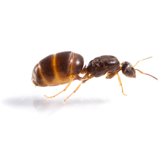 Exotic Ants | Ant Supplies | Feeders in Other in Oshawa / Durham Region