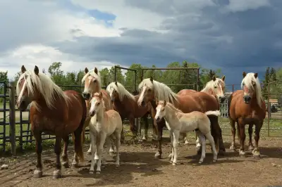 ✨Haflinger breeding package available✨, View more