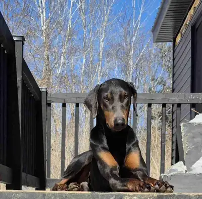 magnifique Doberman mâle 2 ans non opérer , propre a 110% ! Habituer aux chats, aux chiens et aux en...